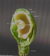 Fruit L.S.